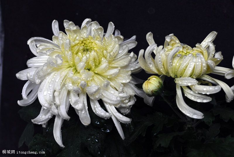 DSC_7519-1.jpg