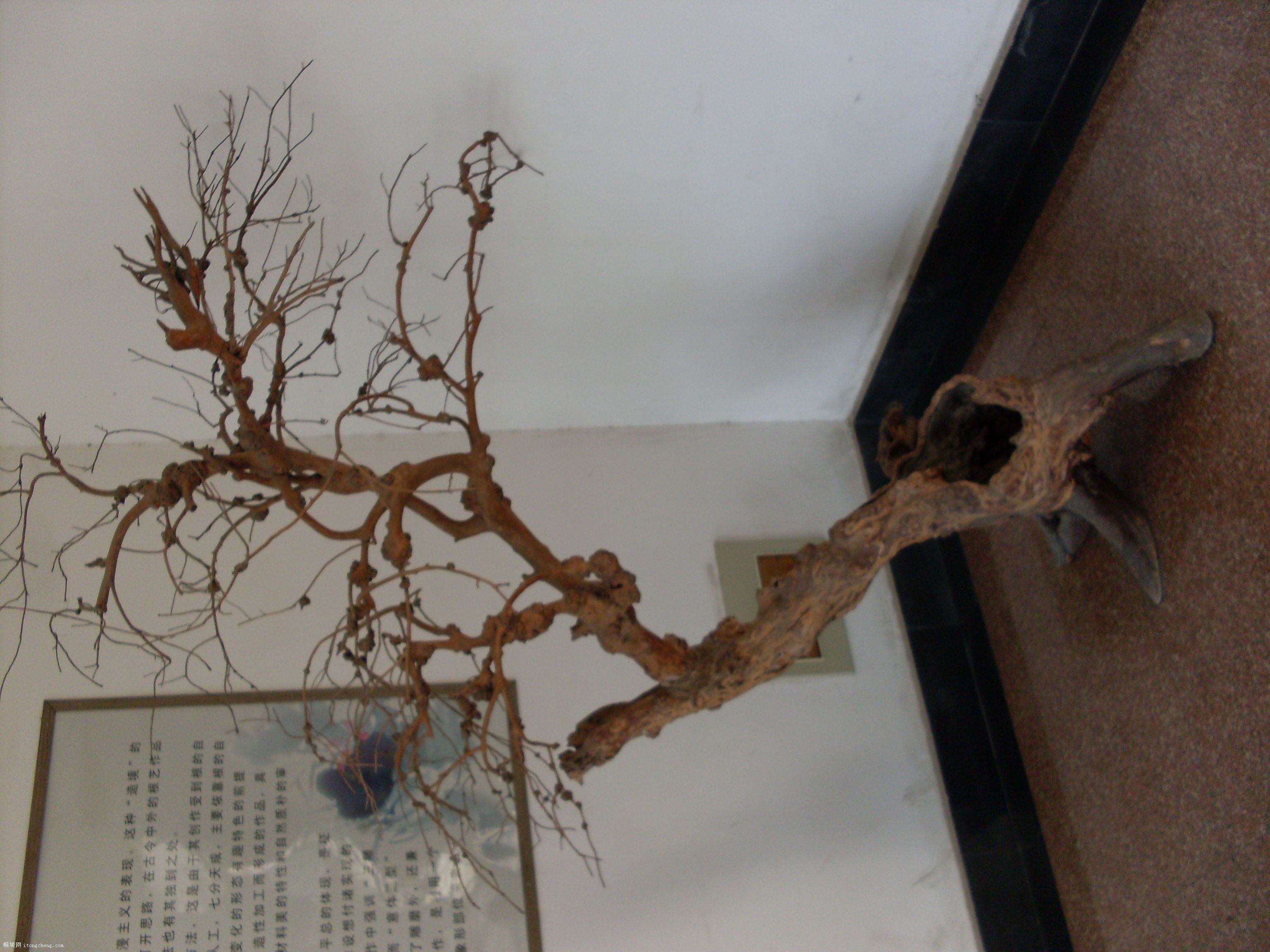 SDC11060.JPG