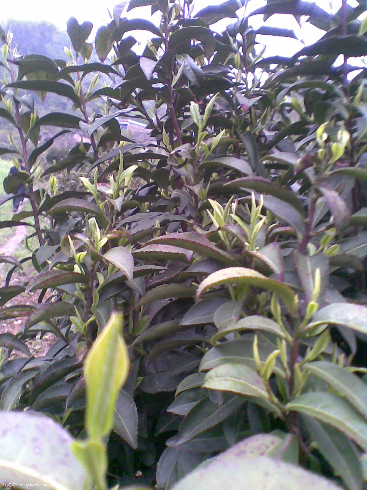 20100422(008).jpg