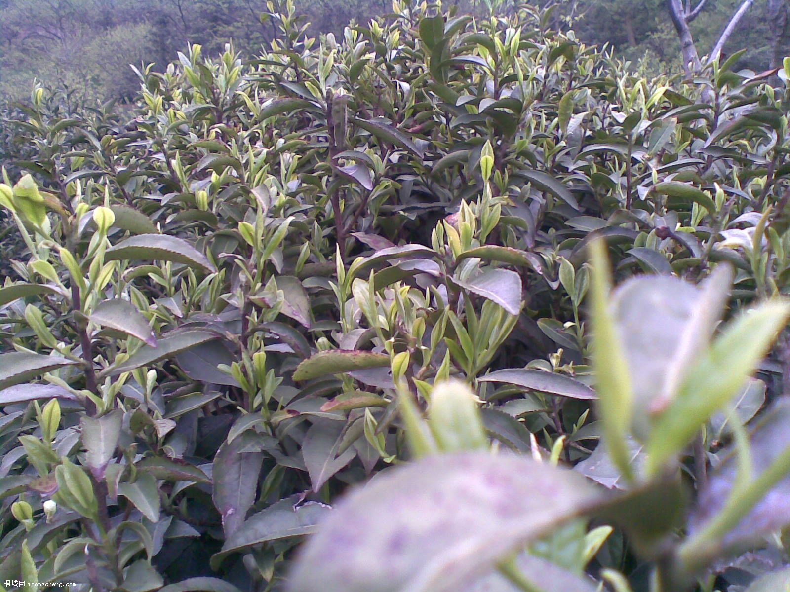 20100422(007).jpg