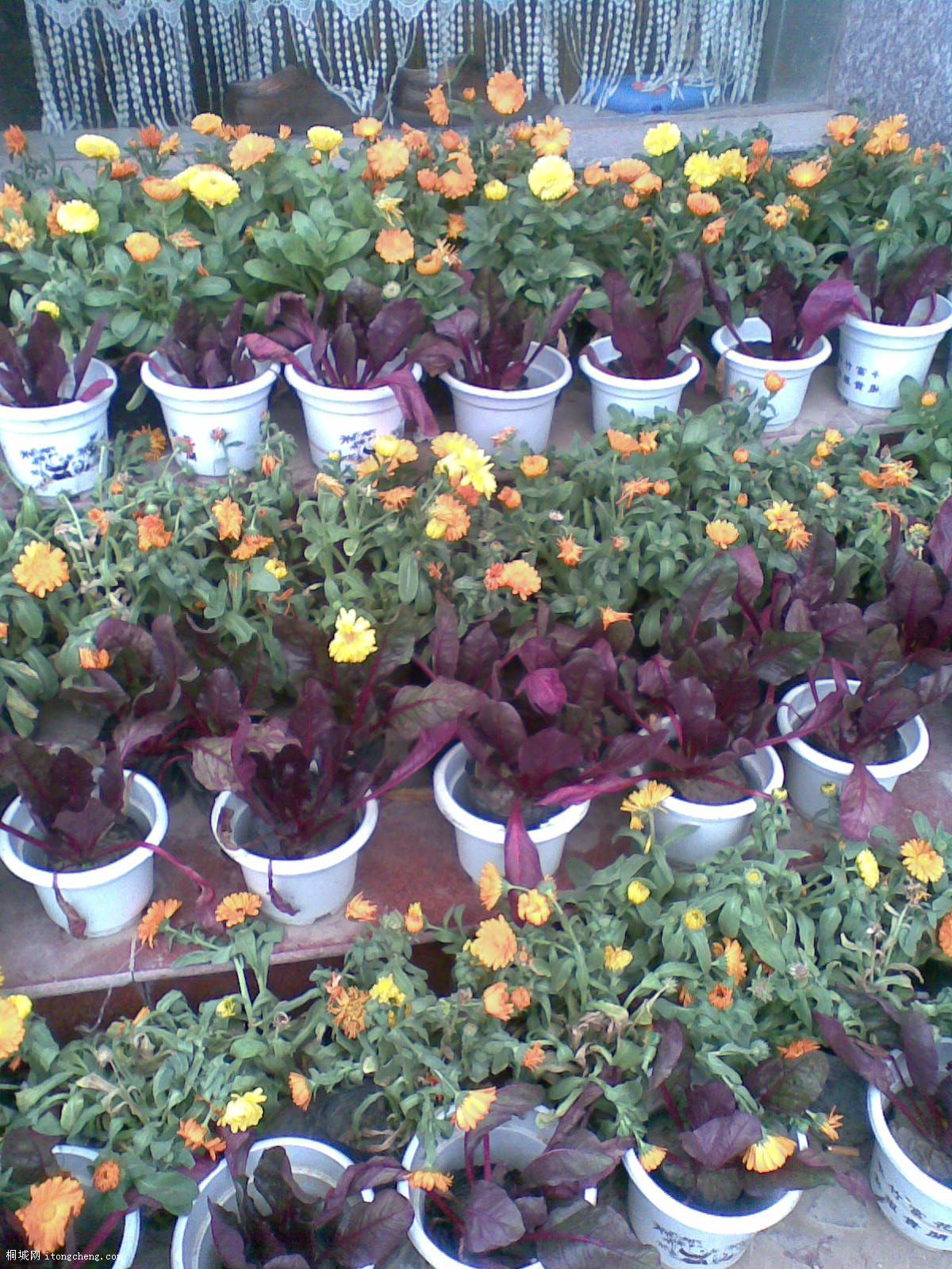 20100414(013).jpg