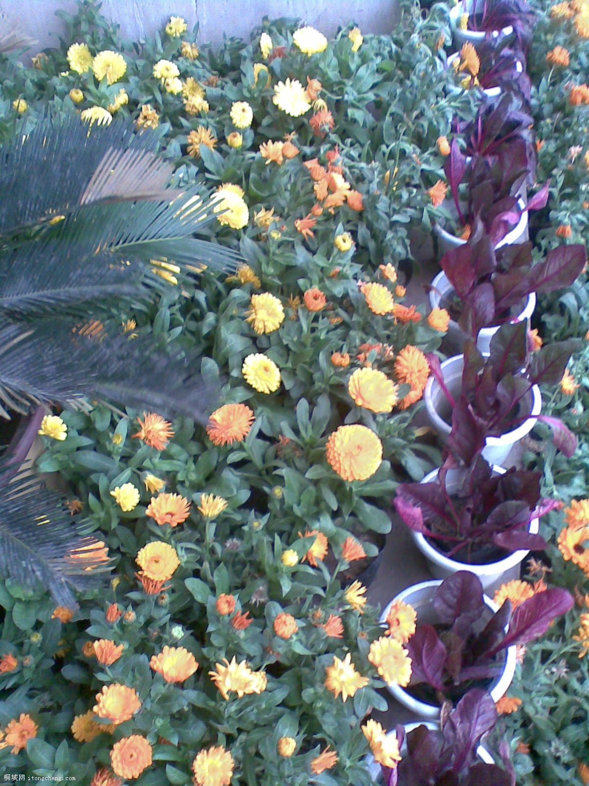 20100414(011).jpg
