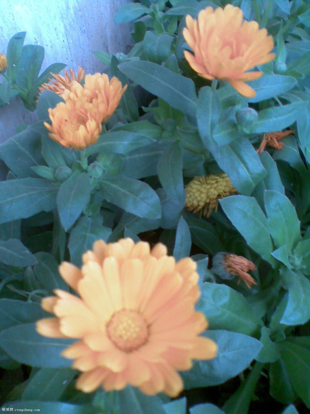 20100414(010).jpg