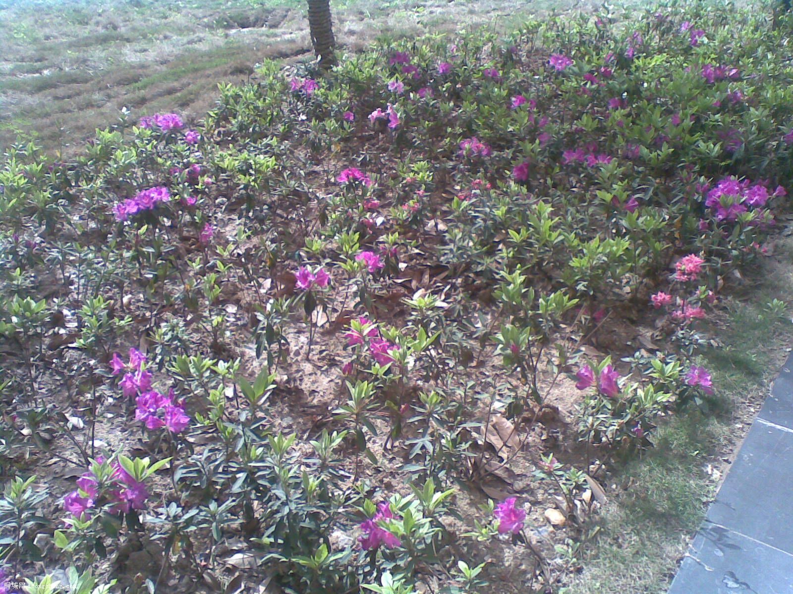 20100429(010).jpg