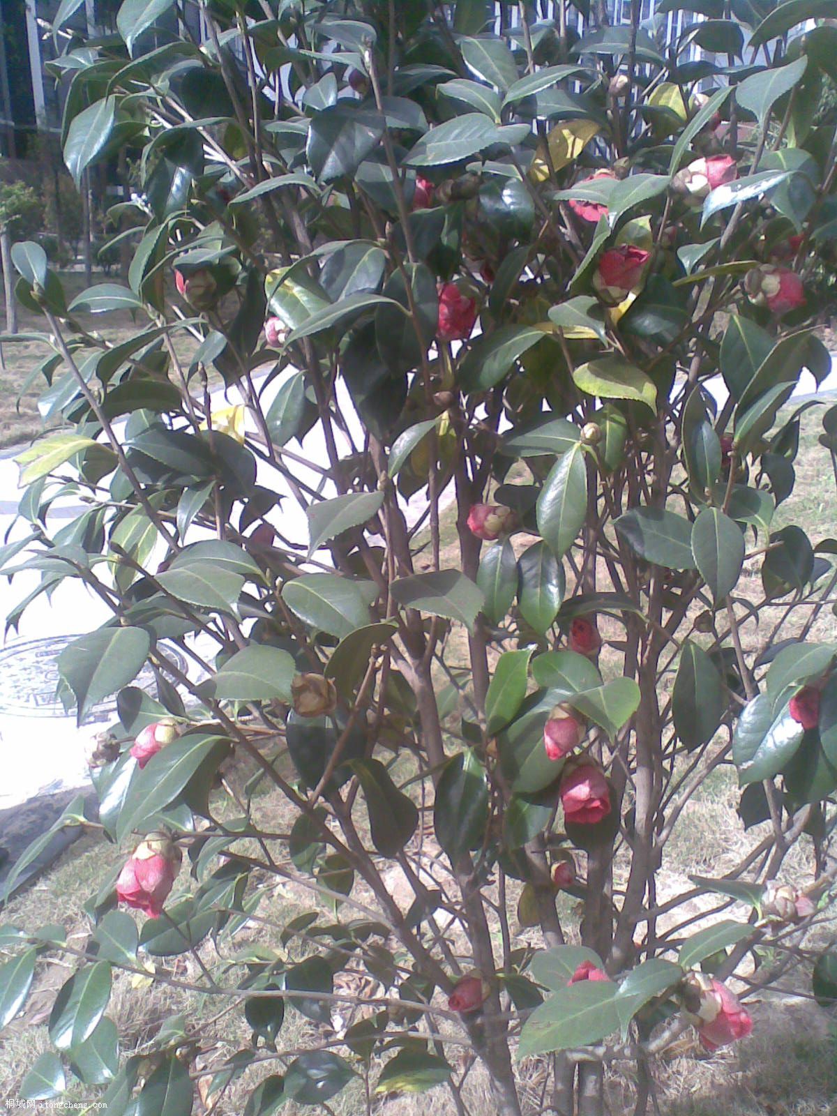 20100429(006).jpg