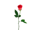 love.gif