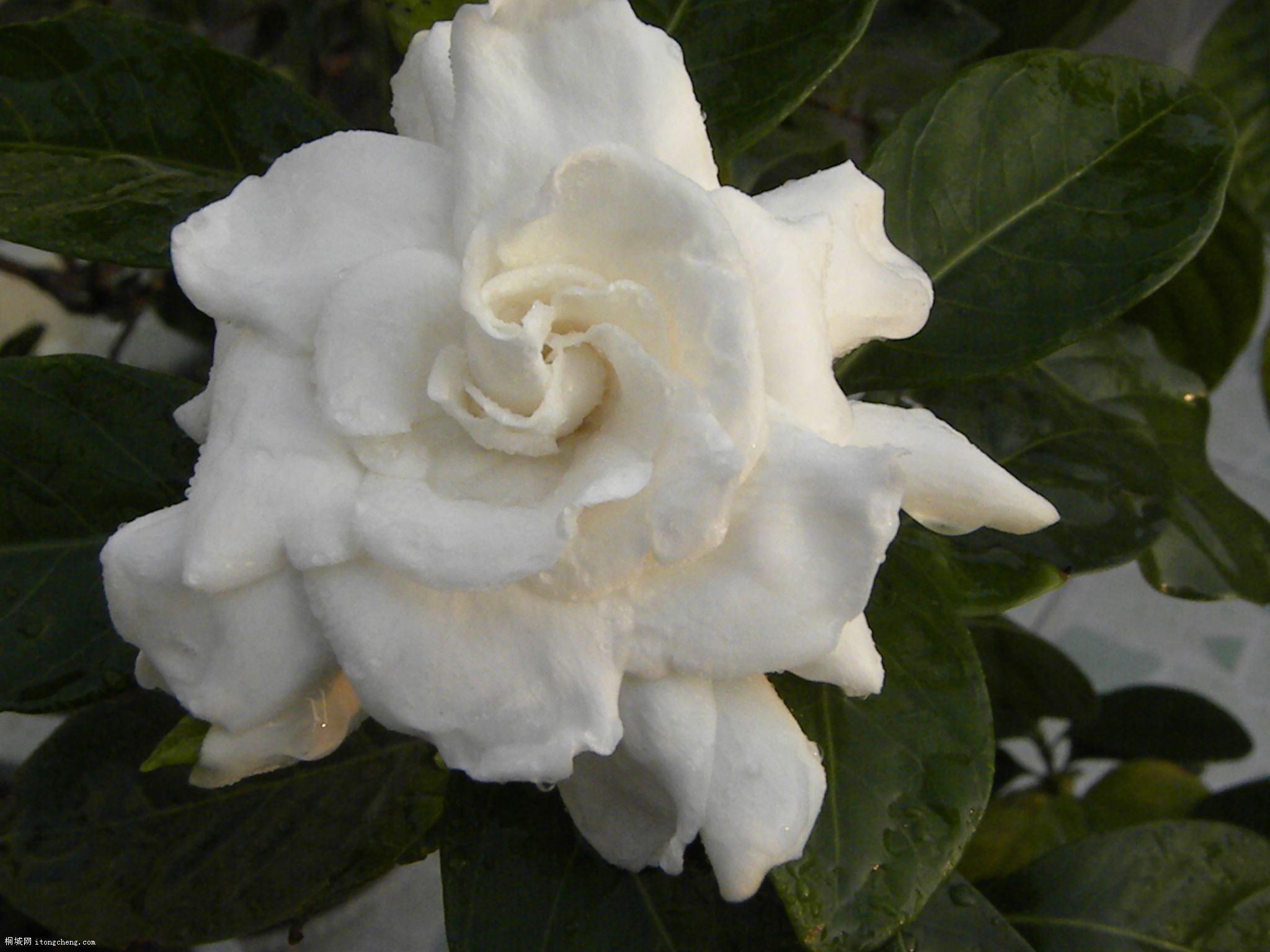 DSCN0457.JPG