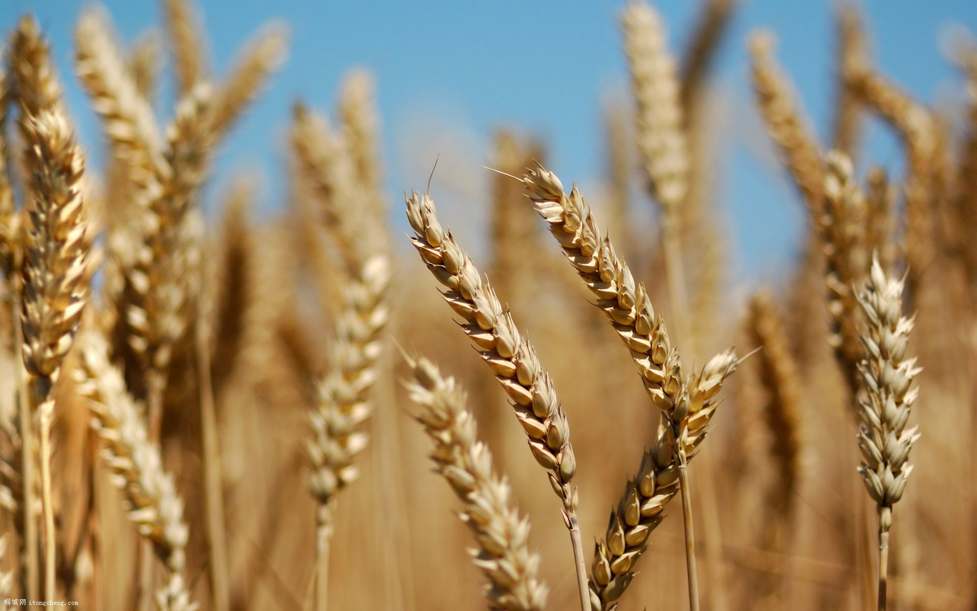 Wheat_003017.jpg