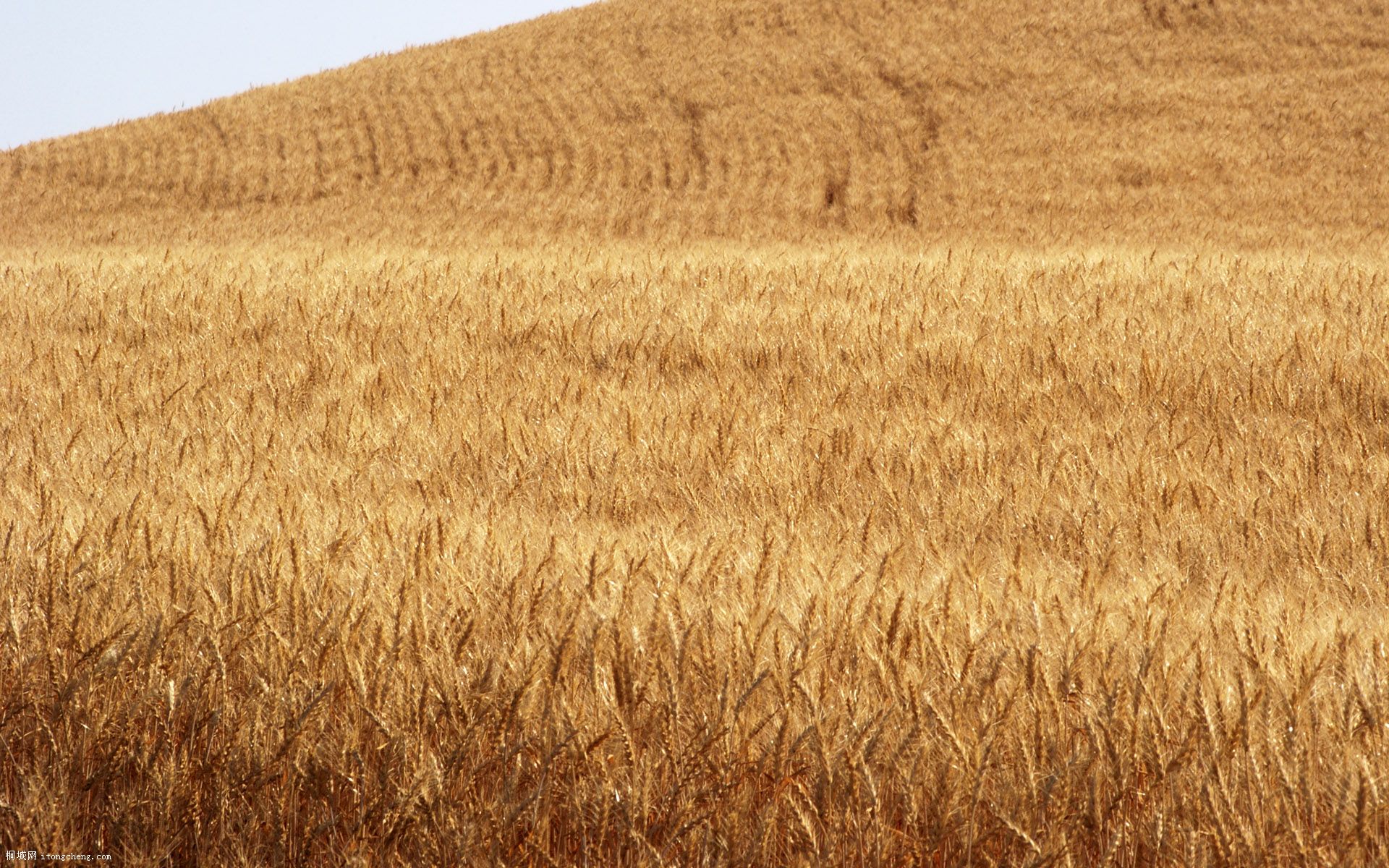 Wheat_003005.jpg