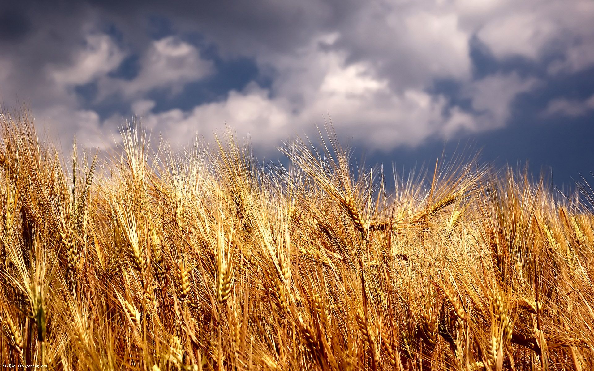 Wheat_004020.jpg