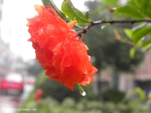 SSCN0690.JPG
