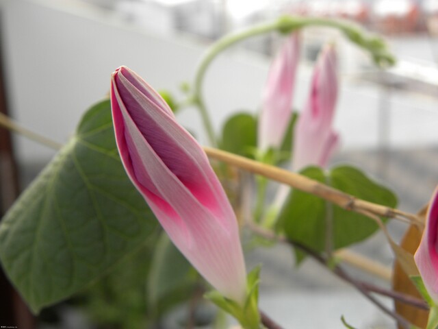 DSCN0708.JPG