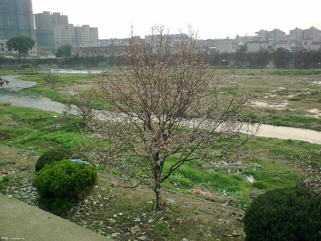 20100315527.jpg