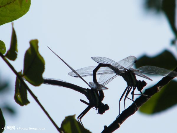 DSCF6663.jpg