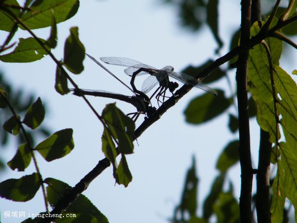 DSCF6662.jpg