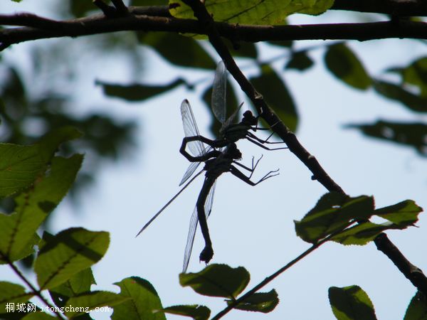 DSCF6665.jpg