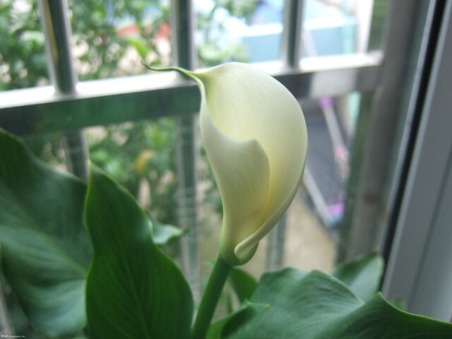 DSCF1770.JPG