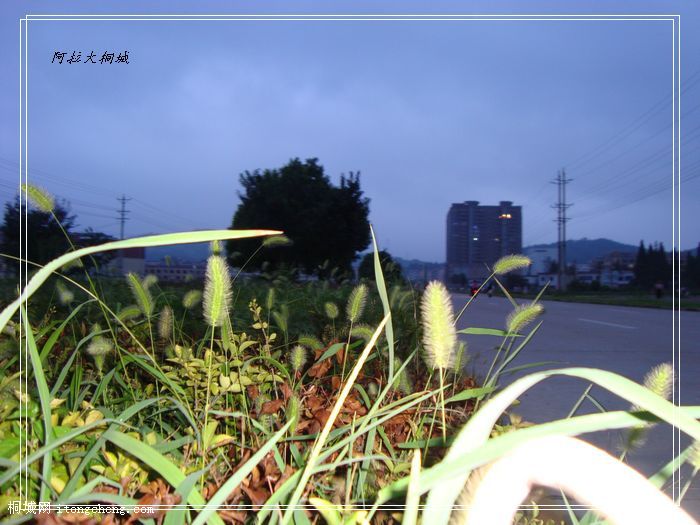 DSC02650.jpg