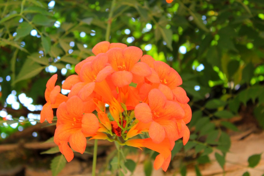 IMG_0575_conew1.jpg