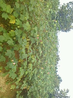 IMG0913165700.jpg
