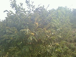 IMG0913165600.jpg