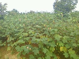 IMG0913165700.JPG