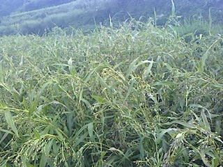 IMG0913172100.jpg