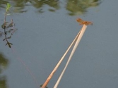 СƷ