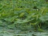 ĺ