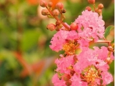 Ļ