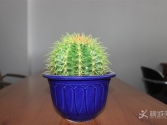 칫ҵĻݲ