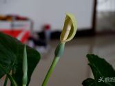 ˮ